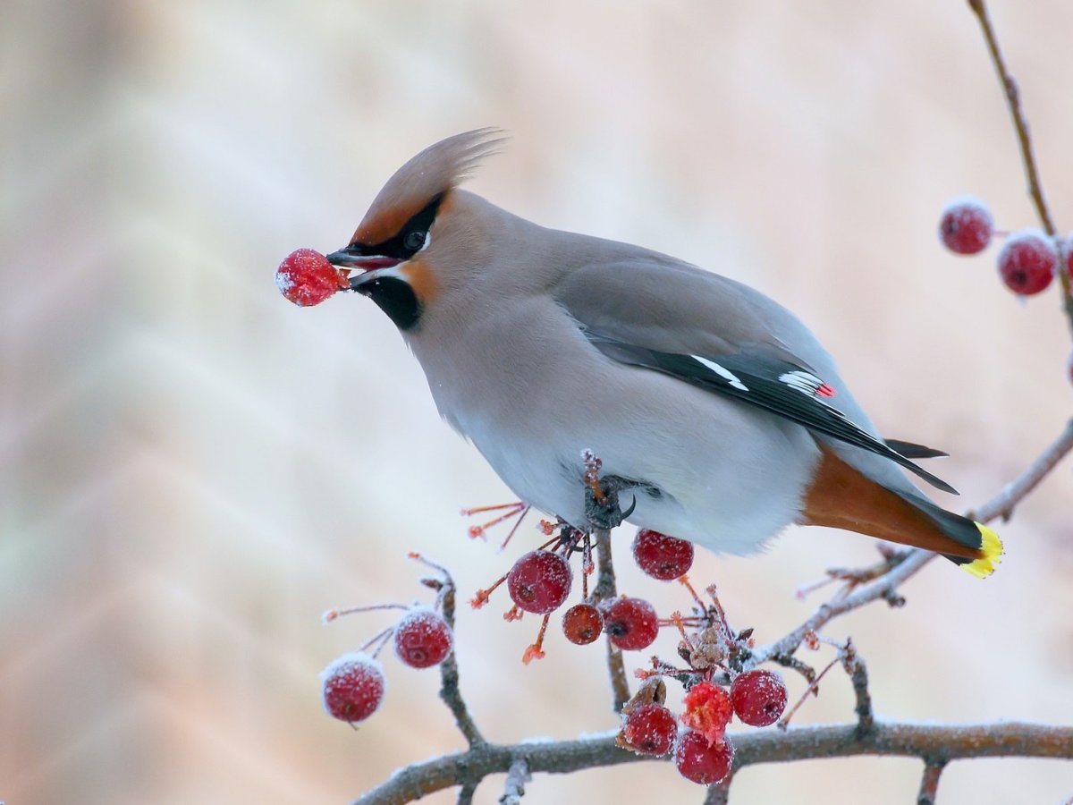 Дрозд свиристель Крымский