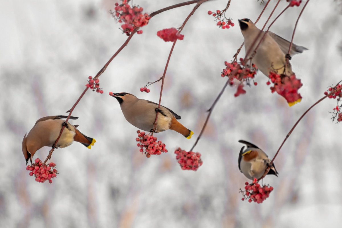 Свиристели рябина зима