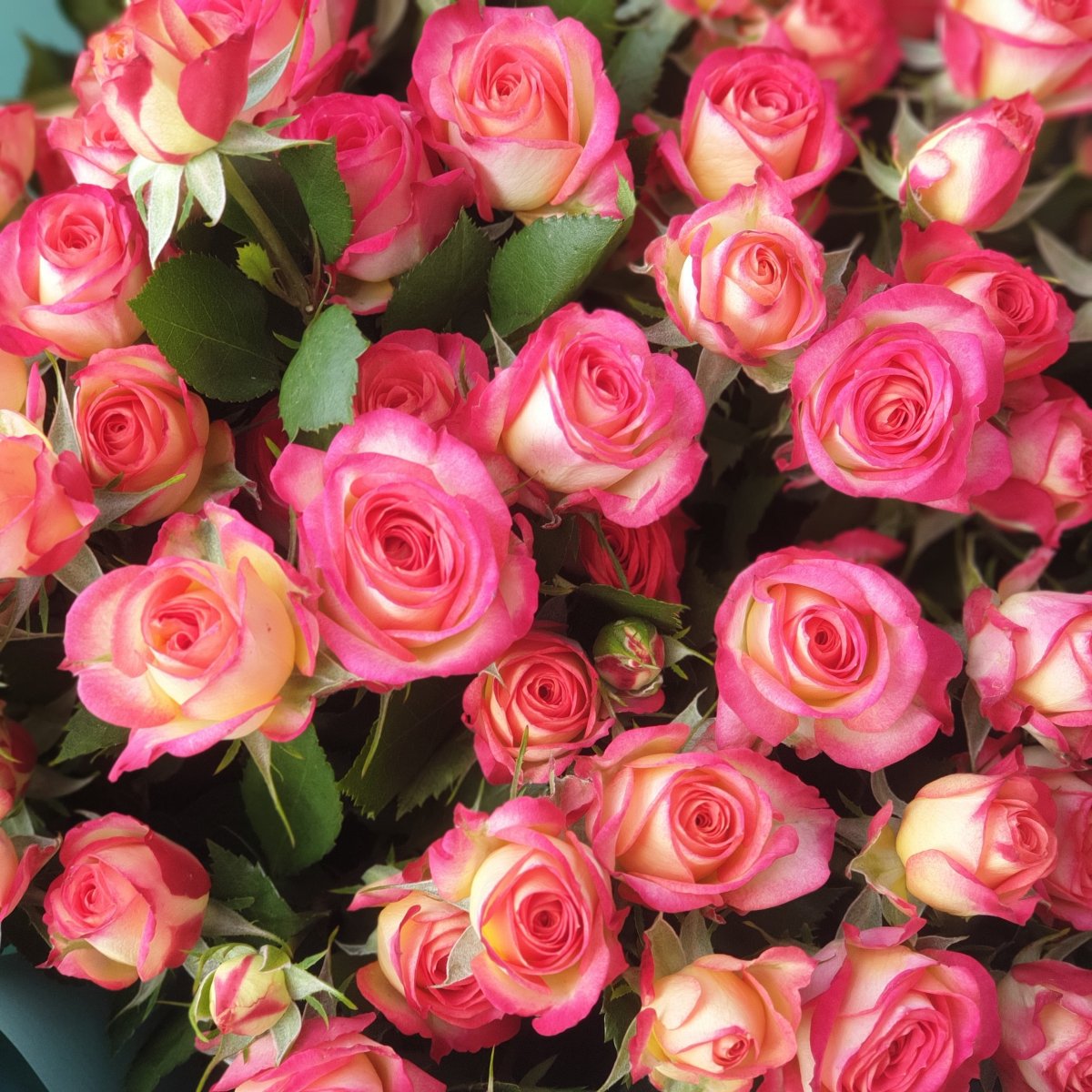 Роза кустовая Самер данс