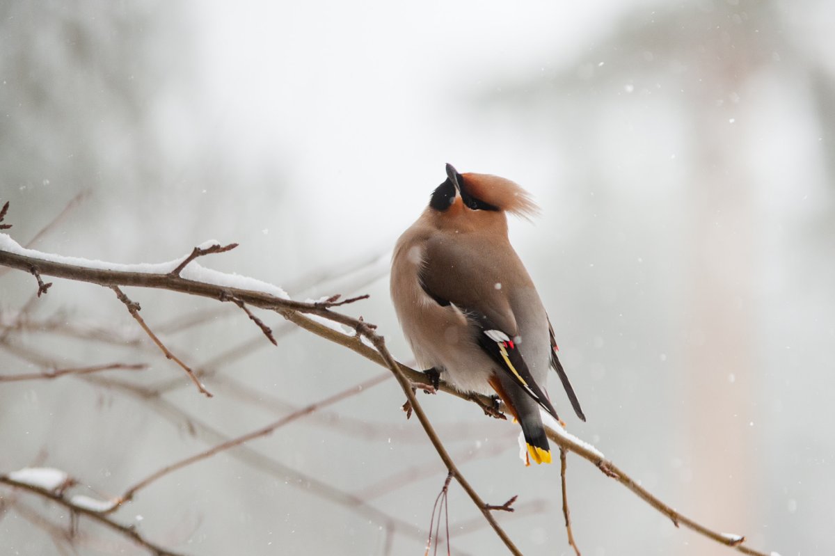 Свиристель-чёрная птица