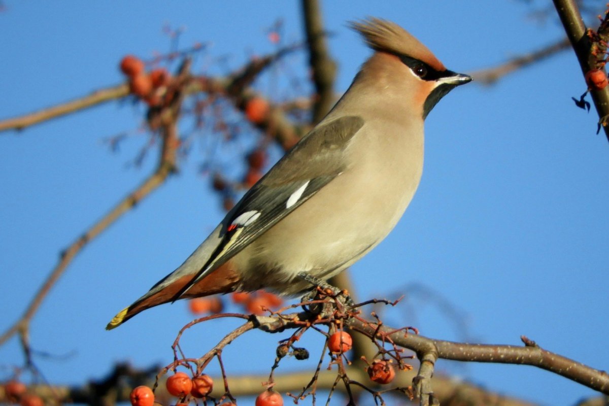 Дрозд свиристель Крымский