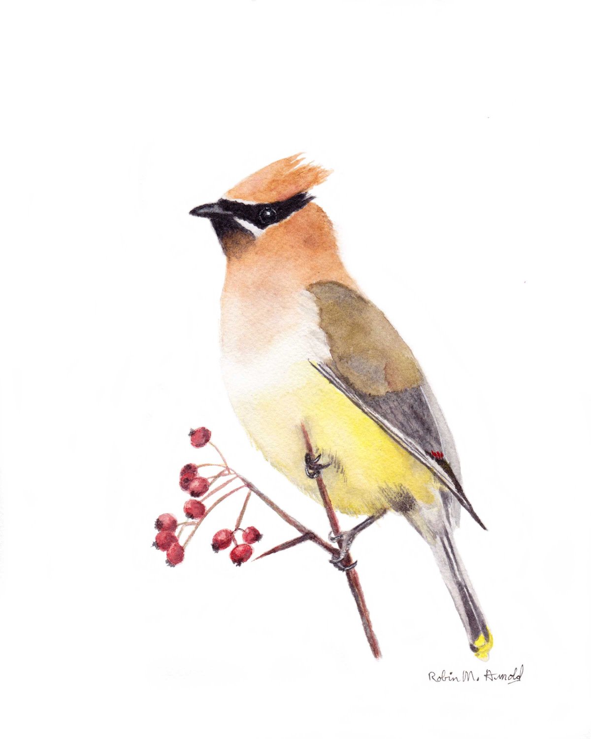 Свиристель акварелью