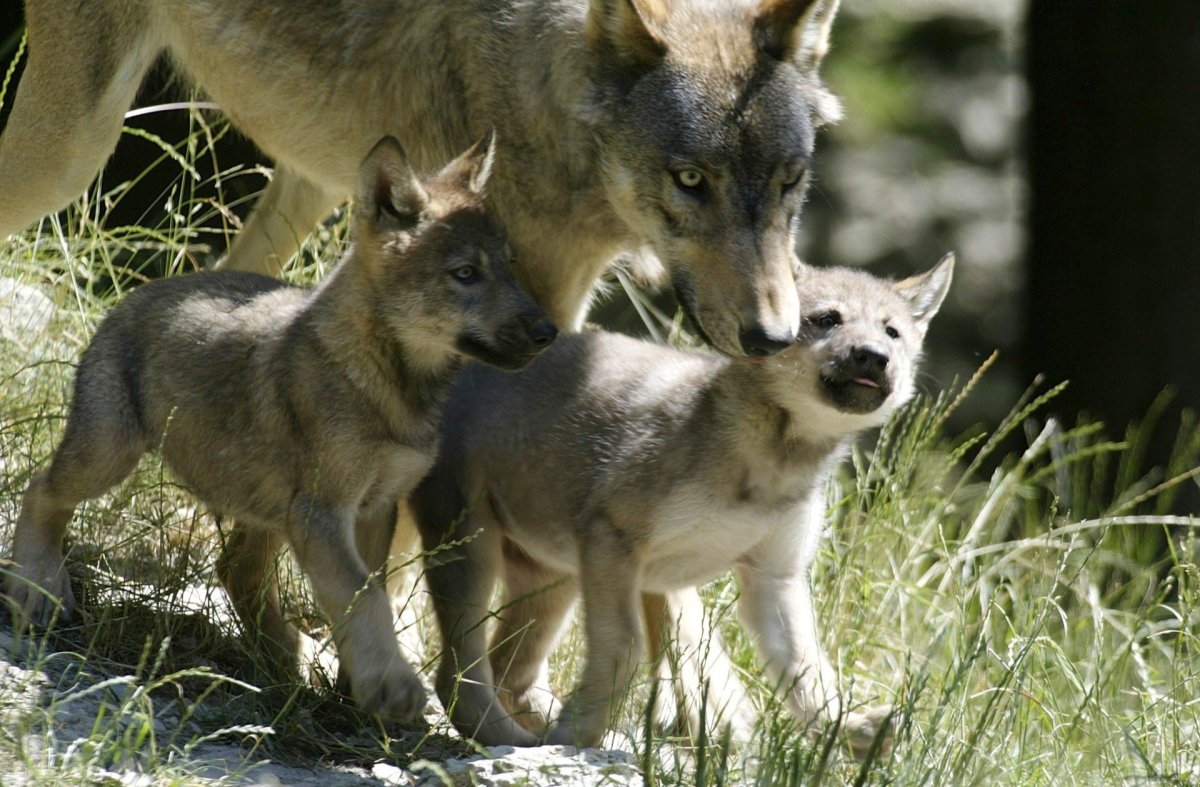 Волк волчица и Волчонок
