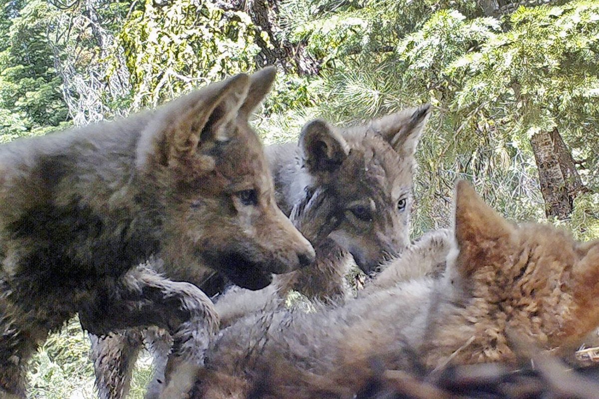 Волк однолетка