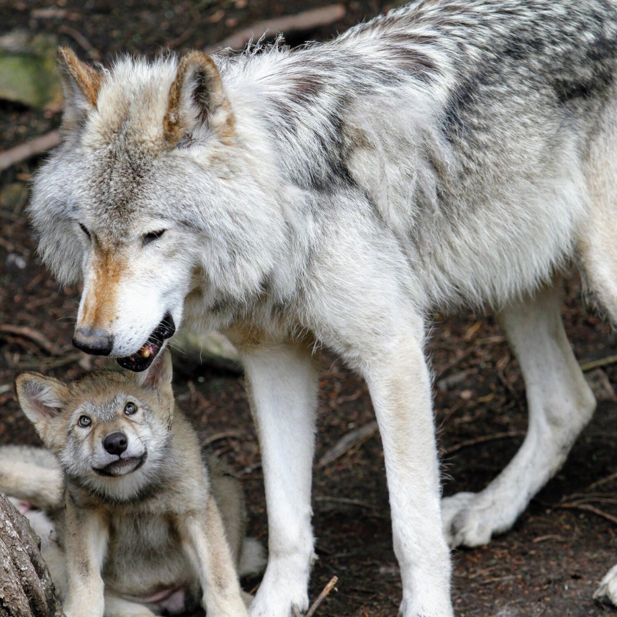 Волк Дальневосточный
