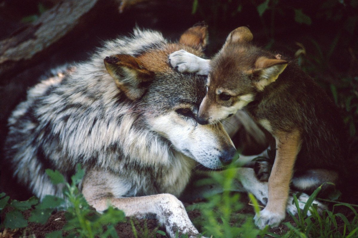 Койот детеныш