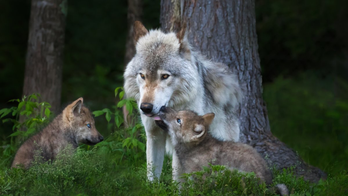 Волчица с волчатами в лесу