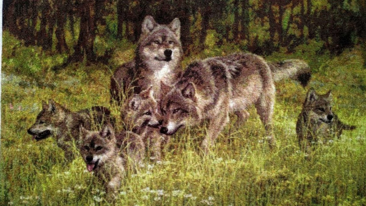 Волчья семья с волчатами