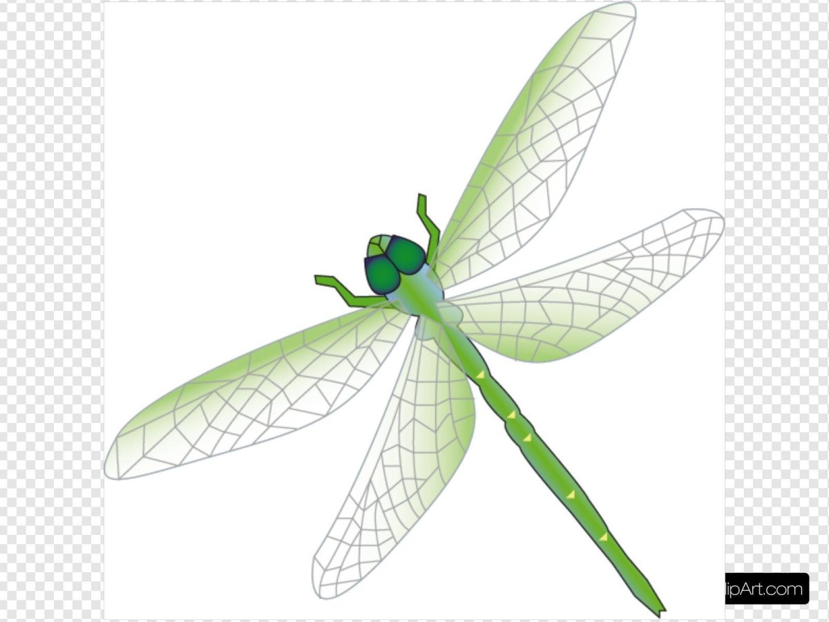 Стрекоза векторный рисунок