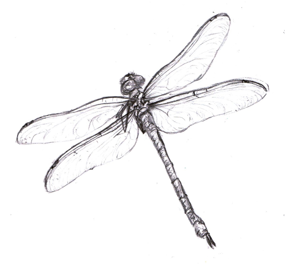 Стрекоза рисунок