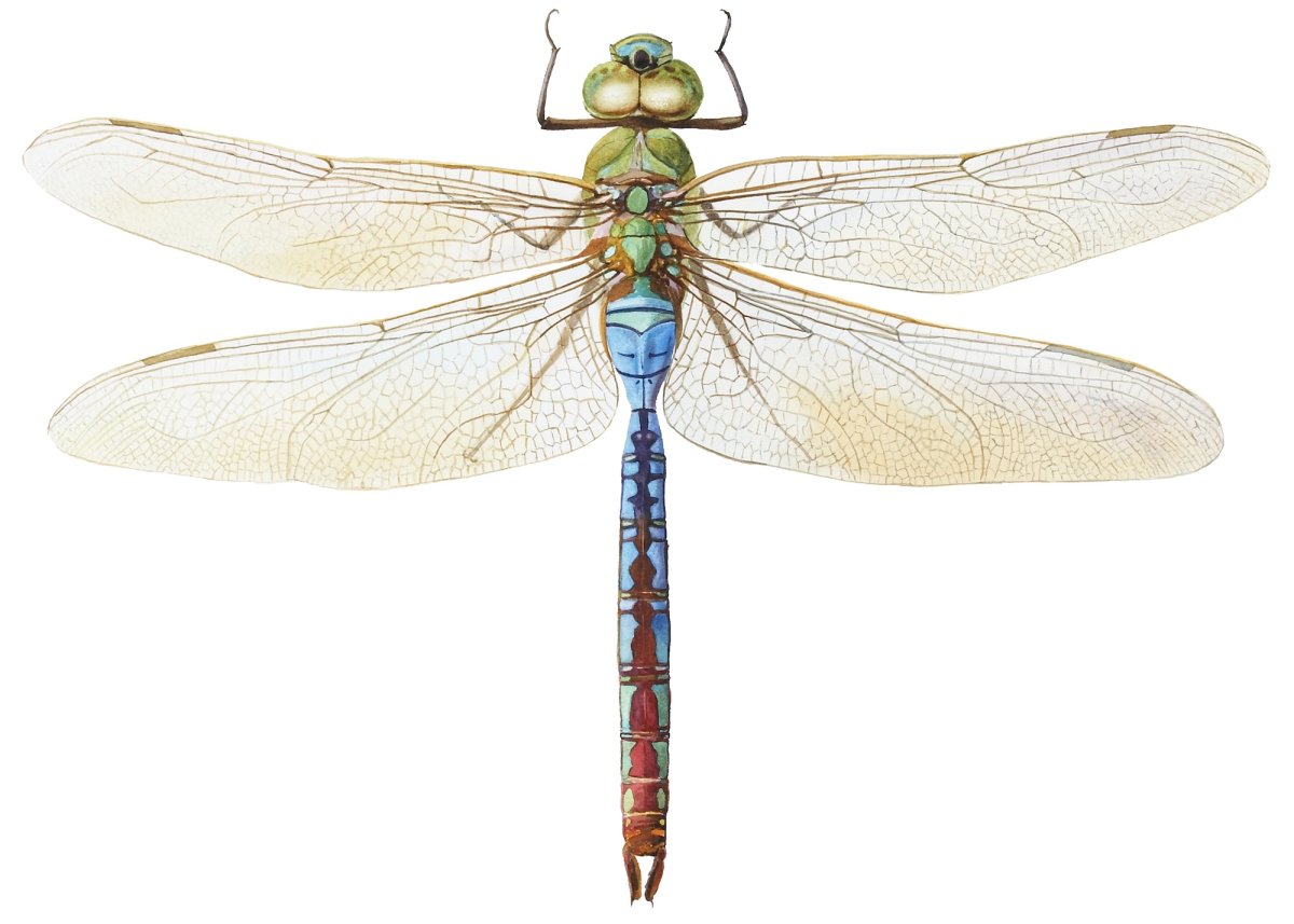 Стрекоза рисунок