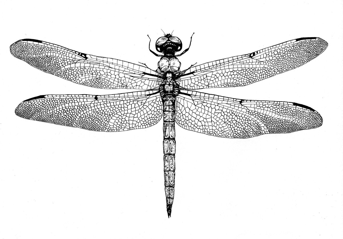 Стрекоза рисунок Графика узор