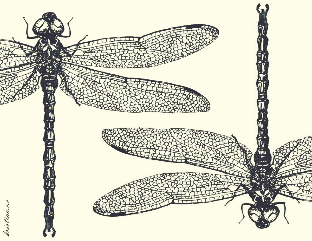 Стрекоза акварель пастель