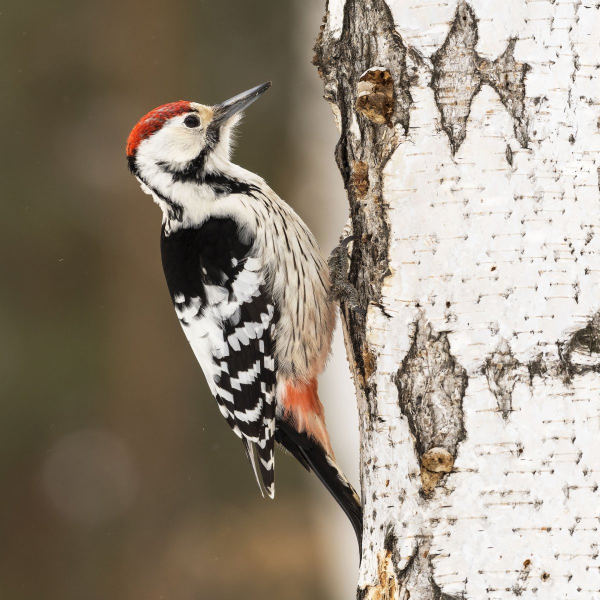 Дятел красноголовик