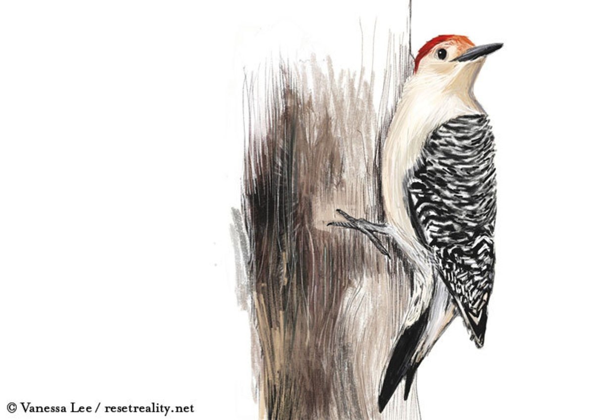 Обои на рабочий стол дятел