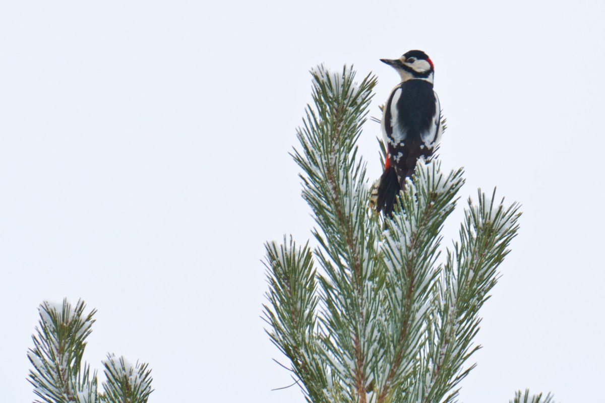 Белоспинный дятел