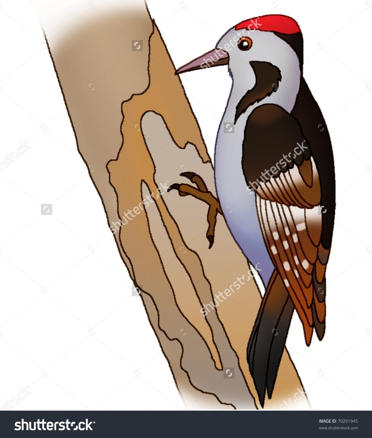 Большой белоспинный дятел