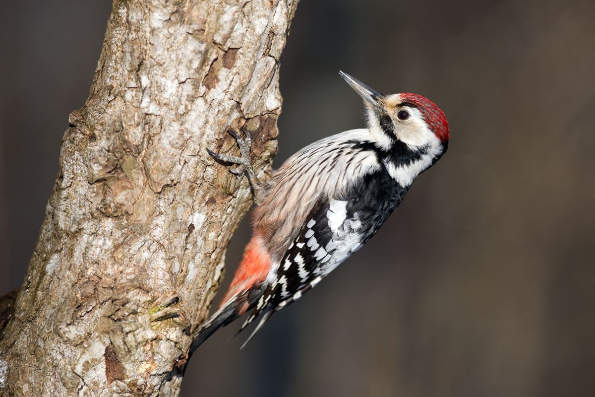 Краснохвостый дятел