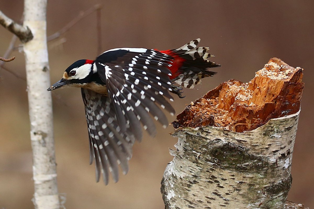 Дятел мультяшка