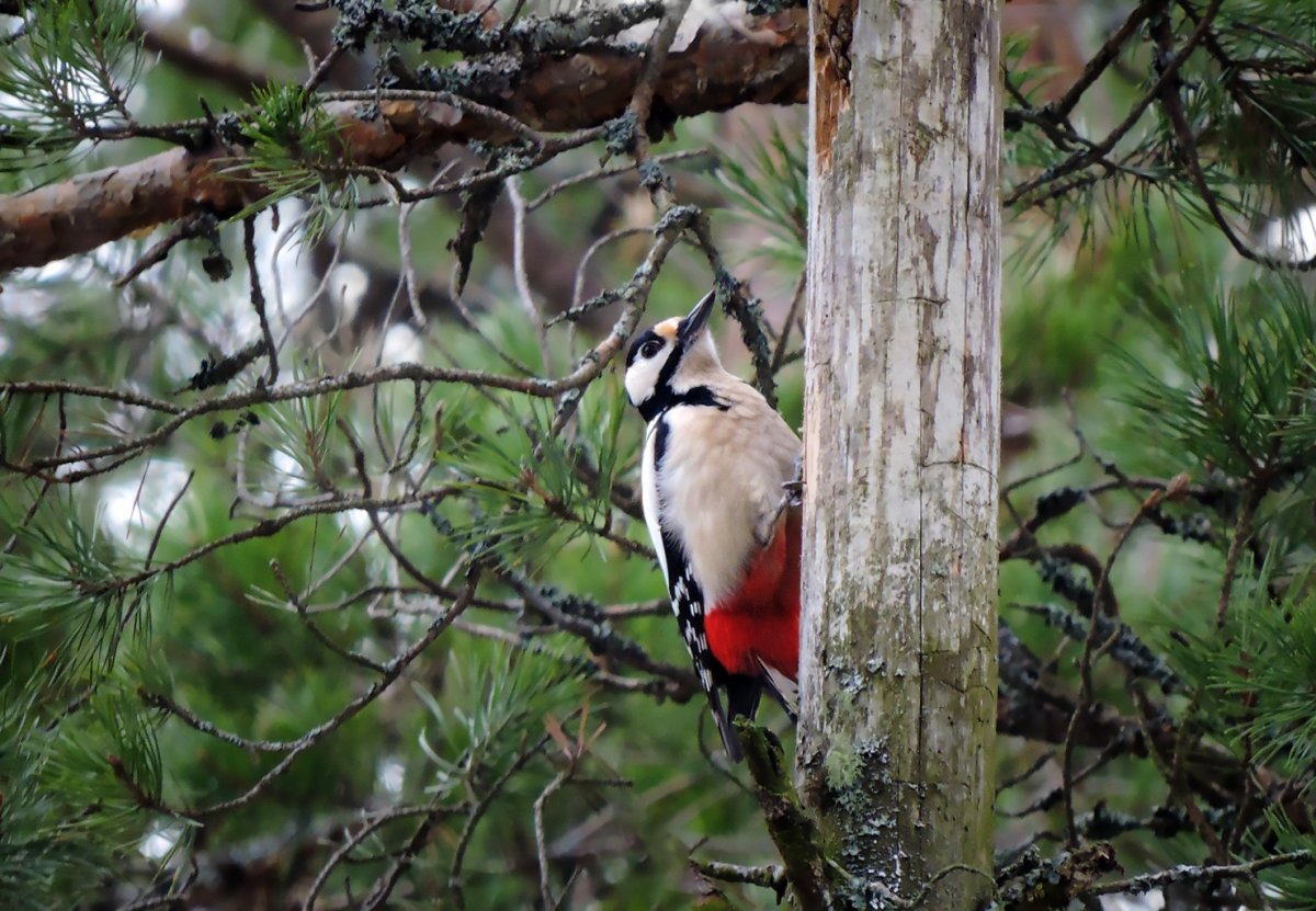 Пестрый дятел зимой
