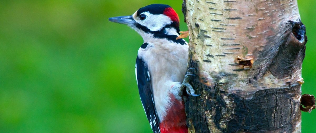 Дятел рисунок для детей