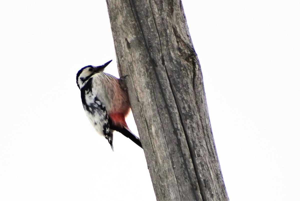 Смешной дятел