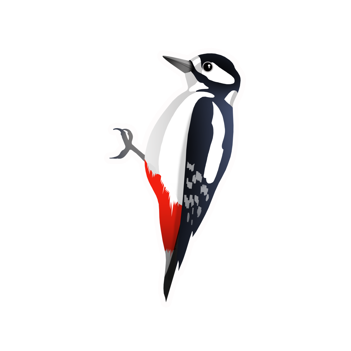 Дятел птица на белом фоне