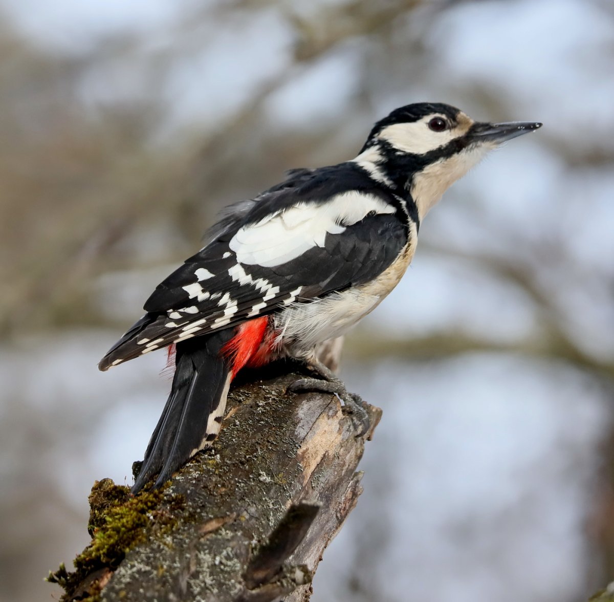 Птицы леса дятел