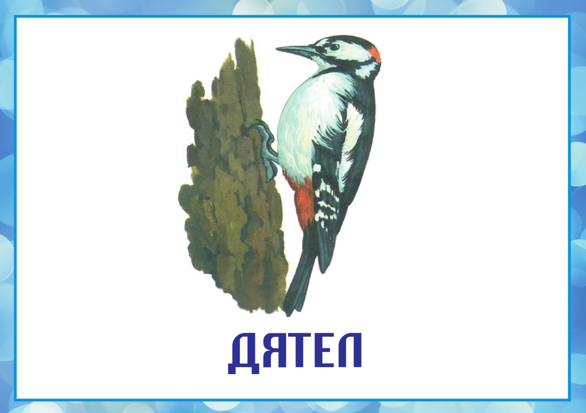 Дятел на прозрачном фоне