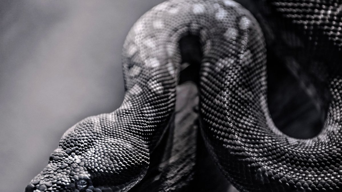 Королевский питон черный