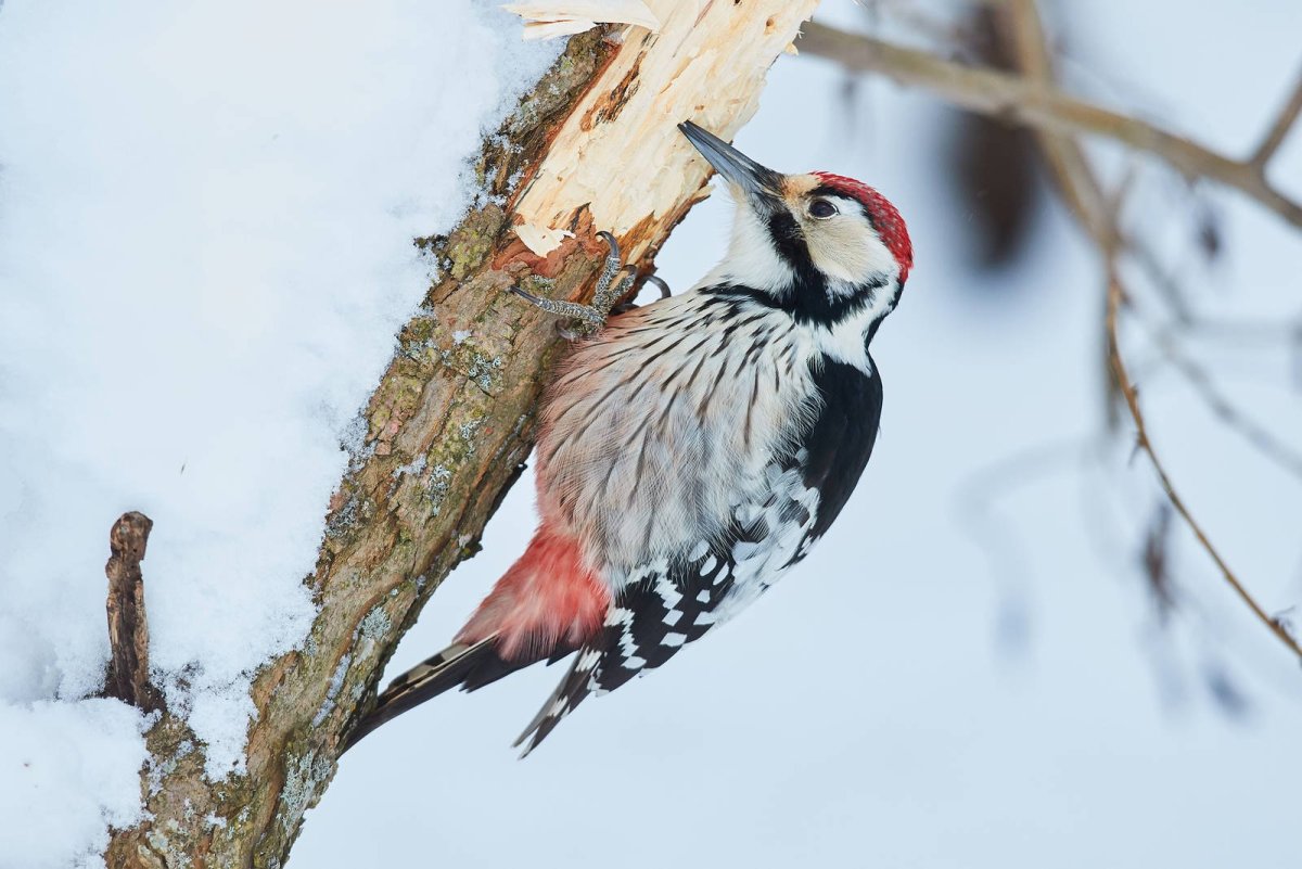 Дятел на белом фоне