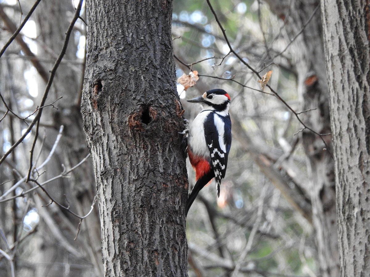 Дятел вектор