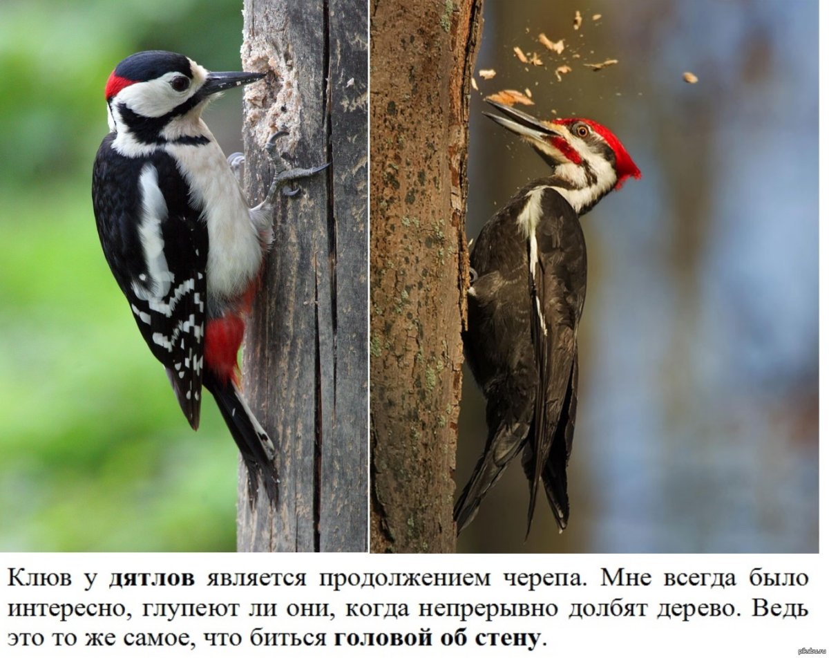 Дятел долбит дерево