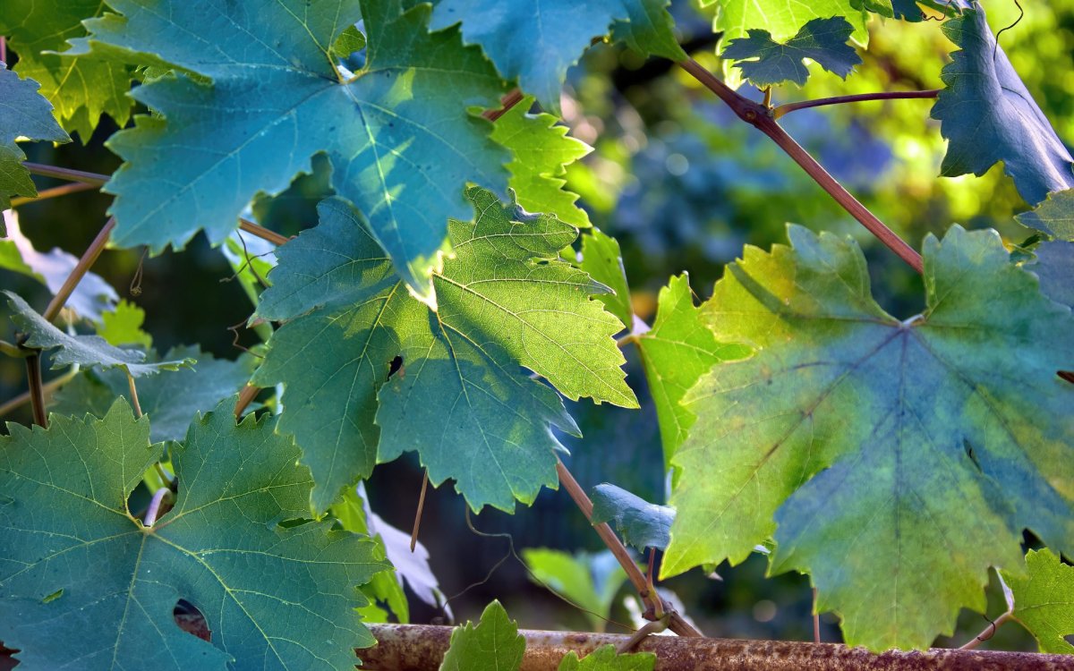 Виноградная ветка с листьями фото