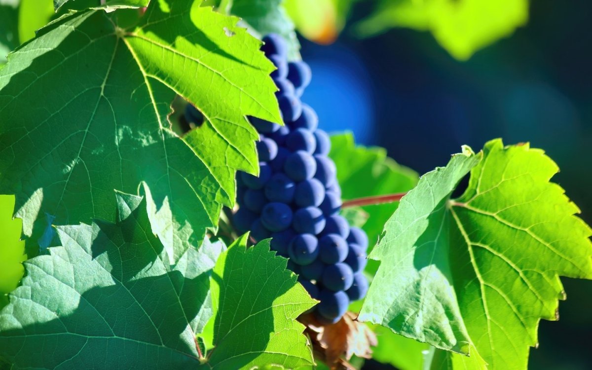 Виноградник листья