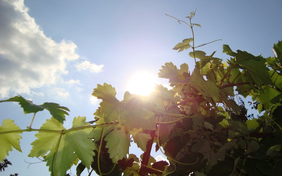 Листва виноградника лоза