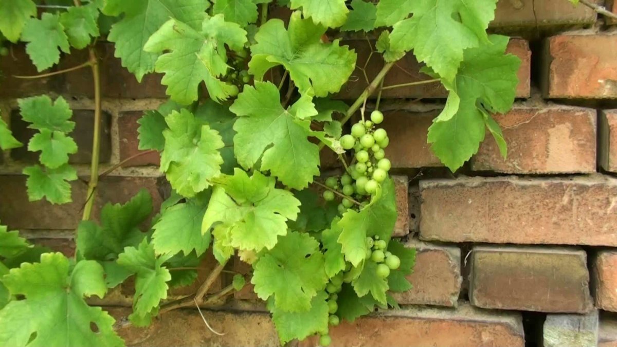 Мейсон виноградные листья