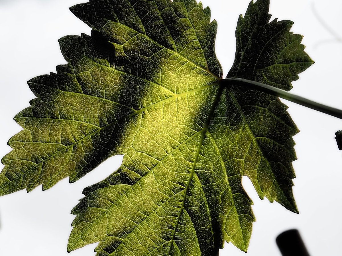 Grape leaves