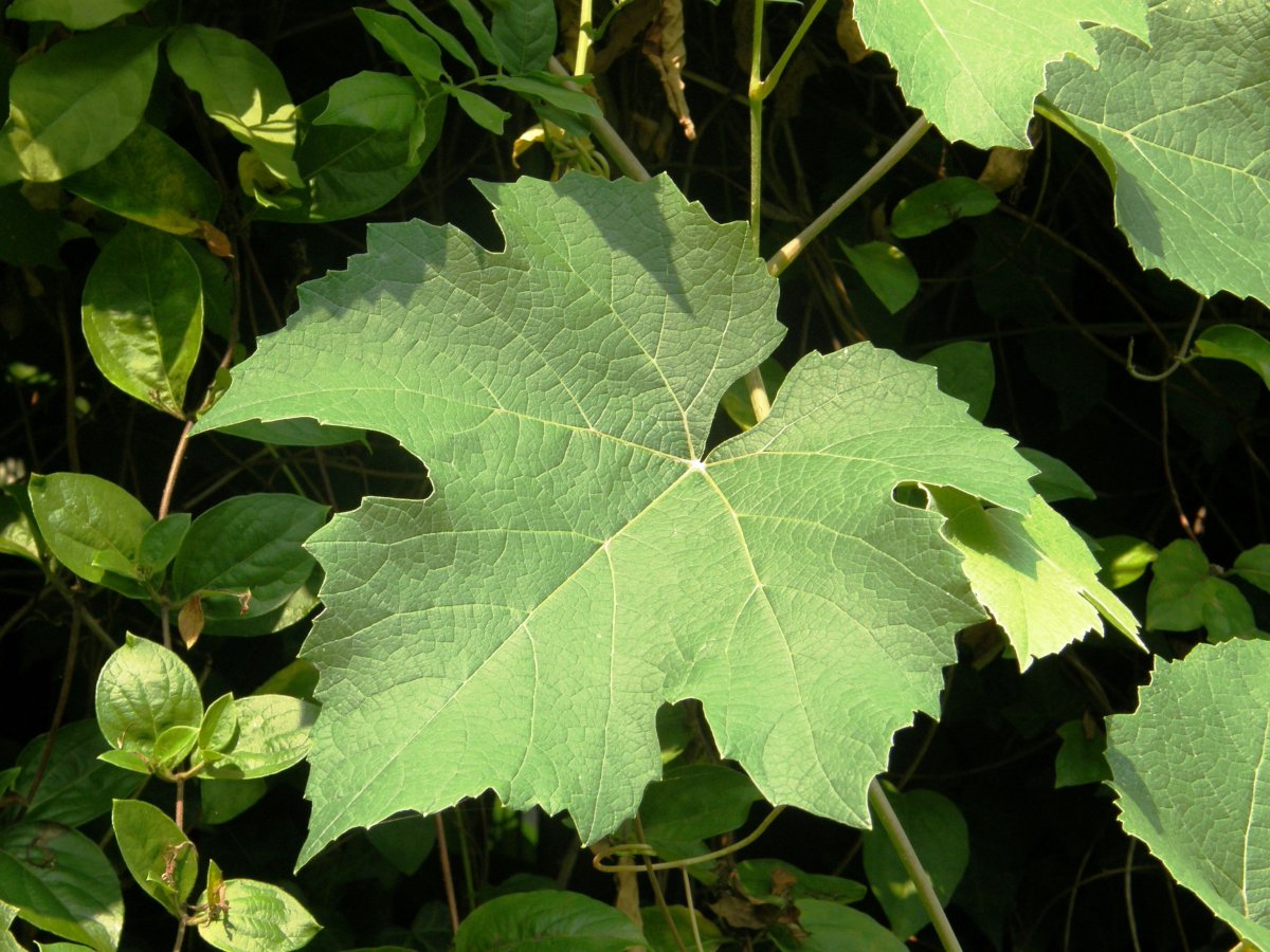 Осенний виноград лоза листья