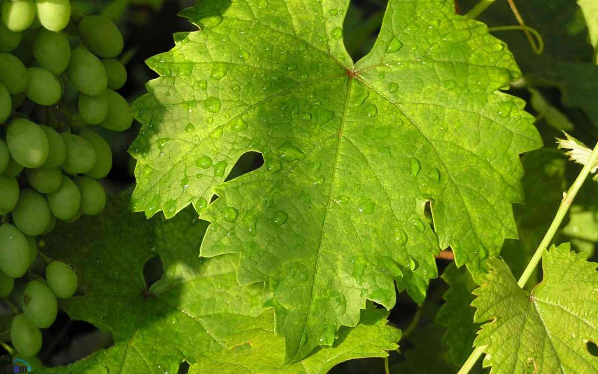 Листья винограда фон