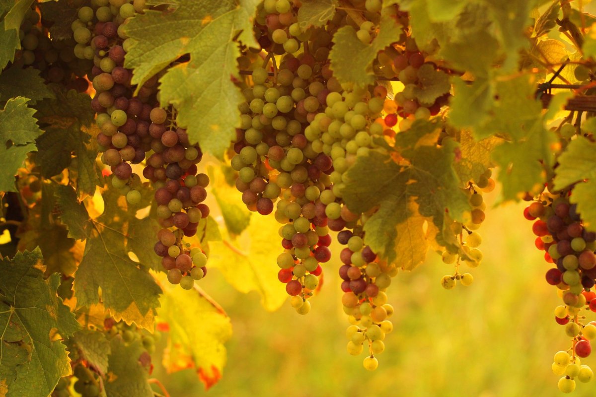 Лист лозы винограда