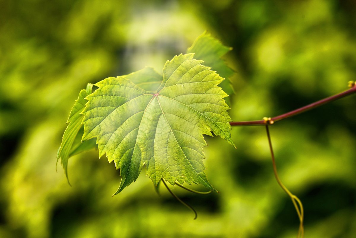 Осенний виноград