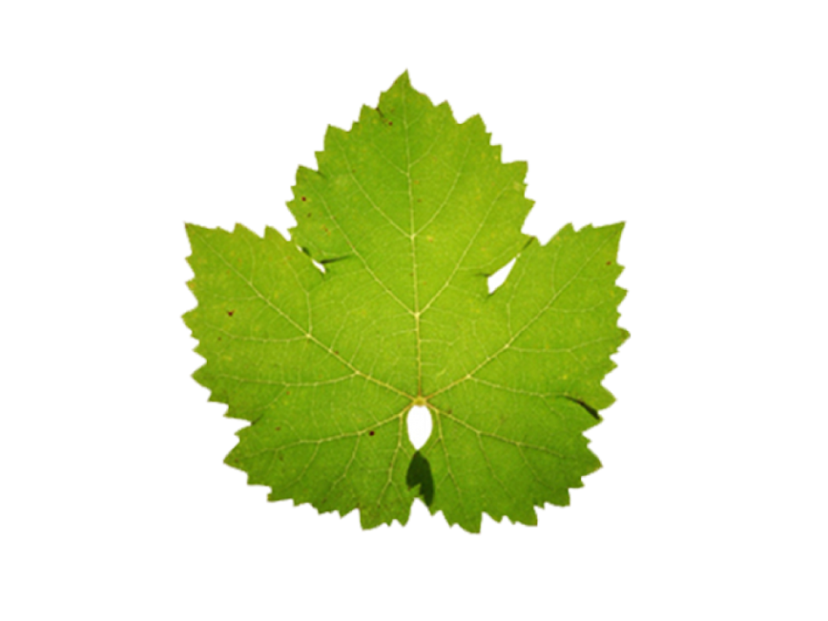 Виноградный лист
