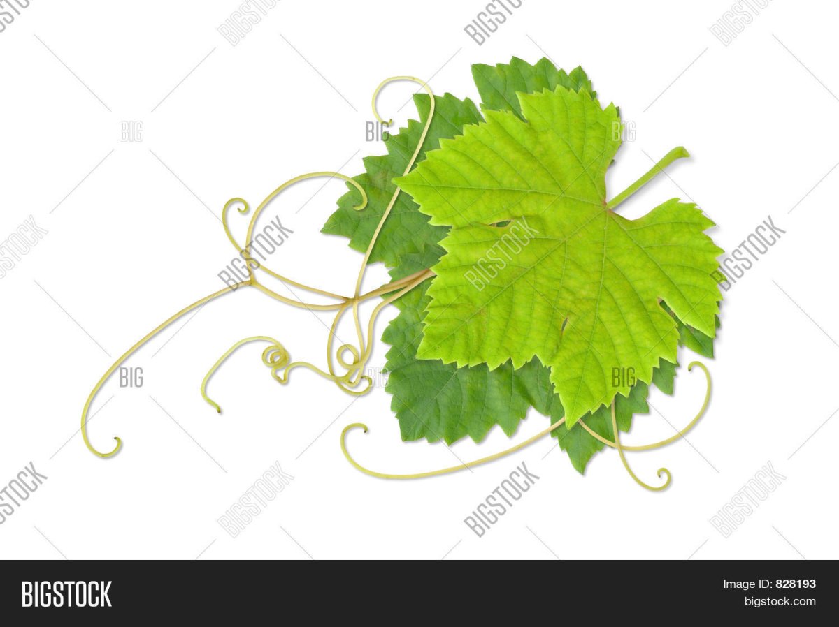 Лист винограда