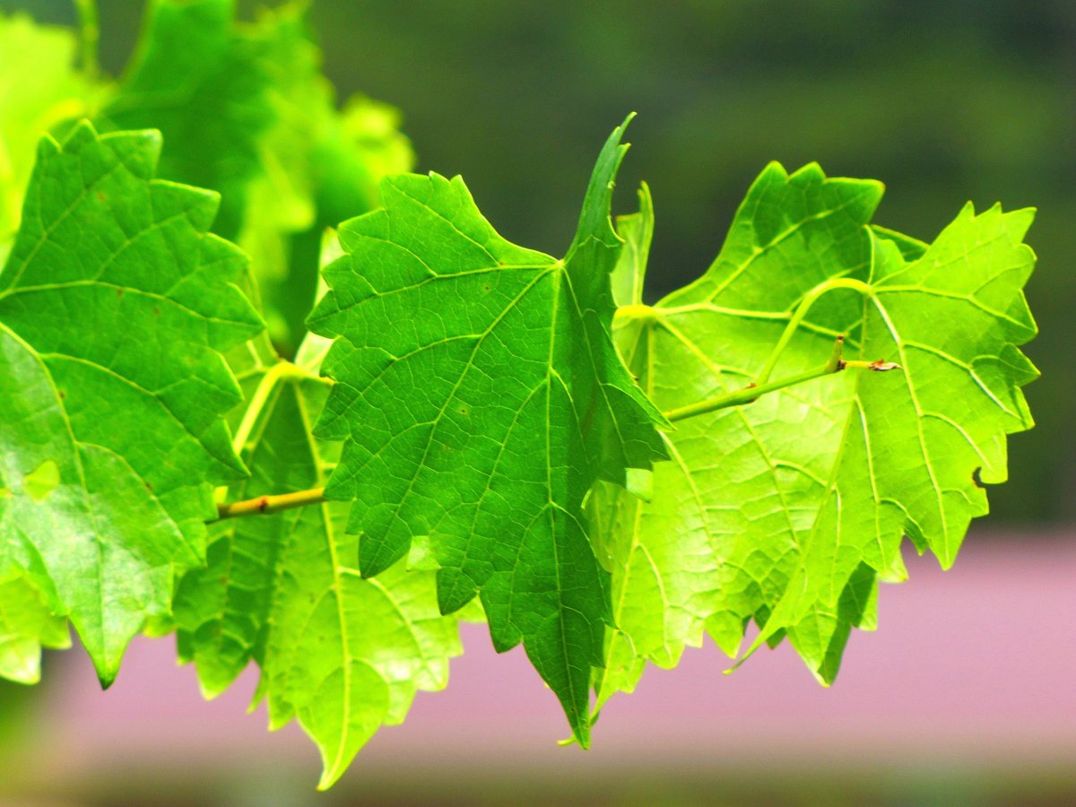 Лист винограда