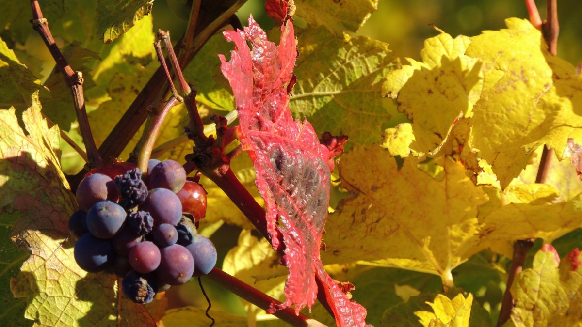 Виноград Алешенькин листва