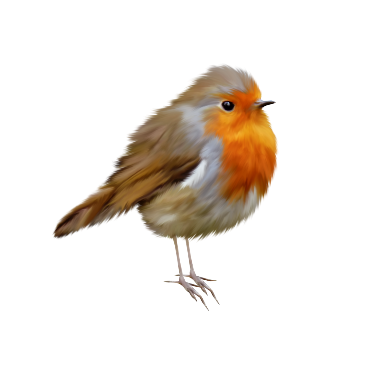 Малиновка на белом фоне