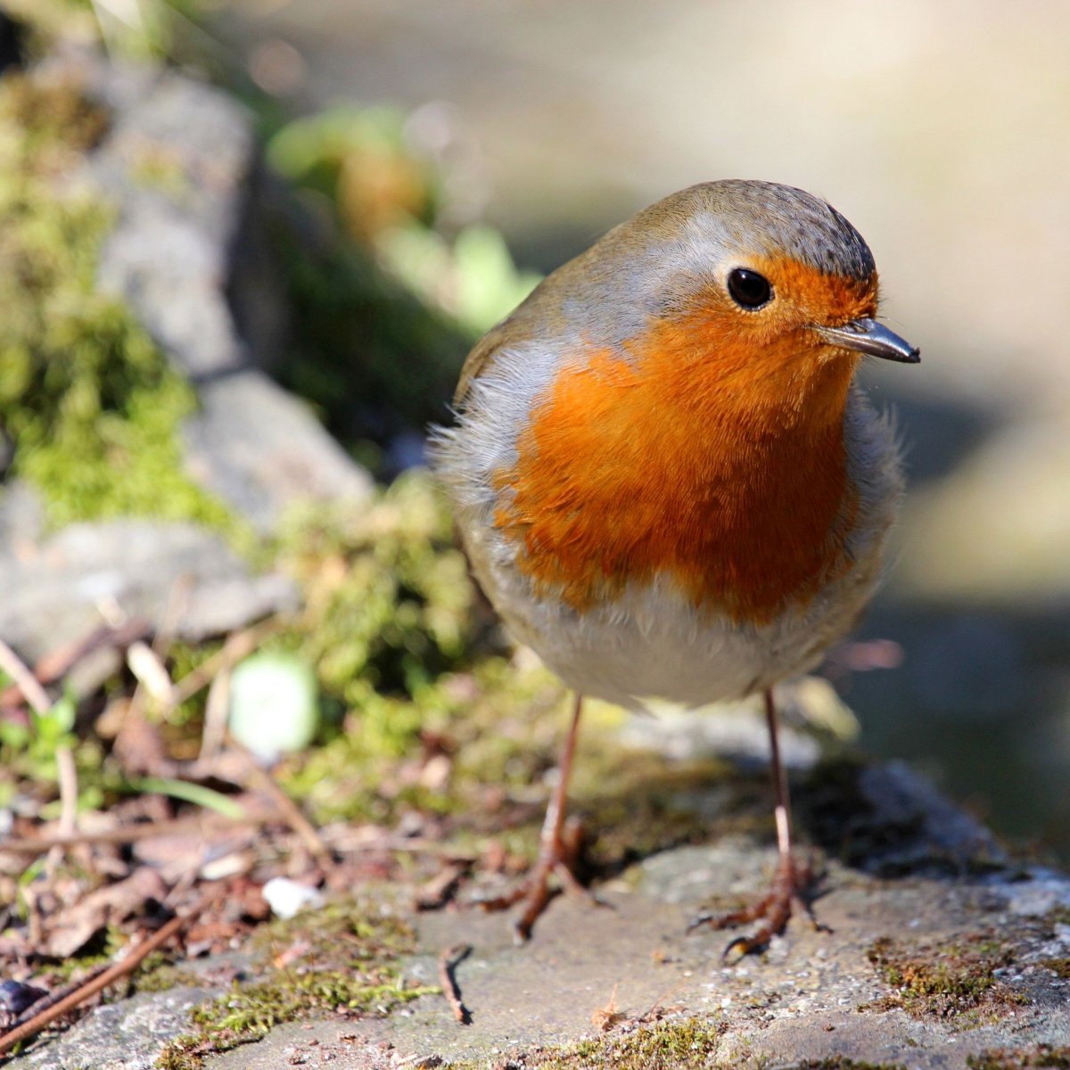 Малиновка птица яйца фото