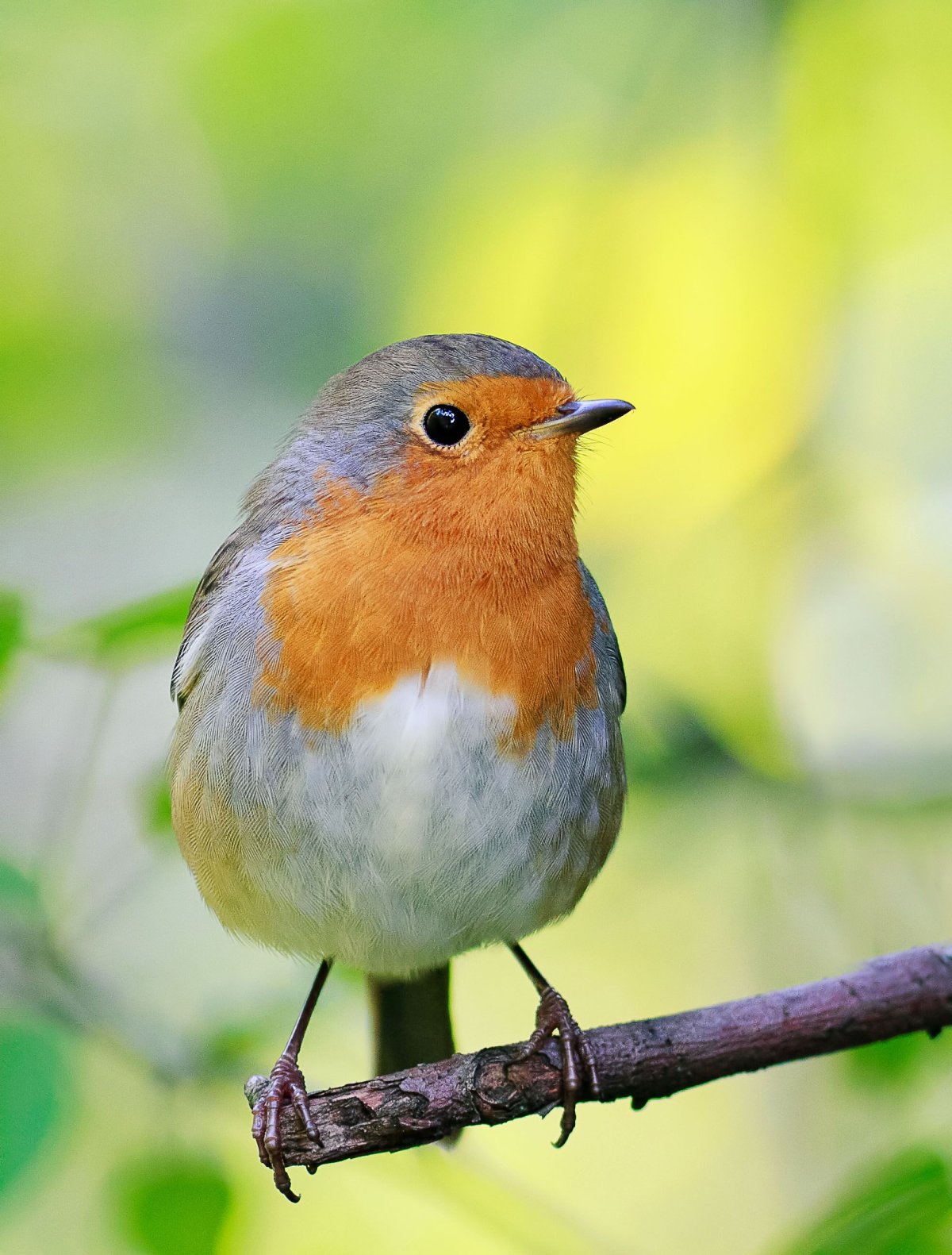 Птица Зарянка Малиновка