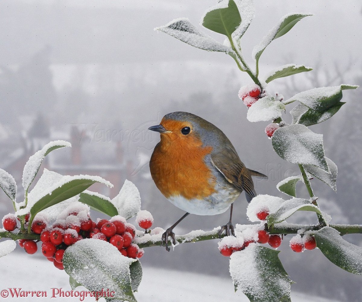 Малиновка Рождественская птица